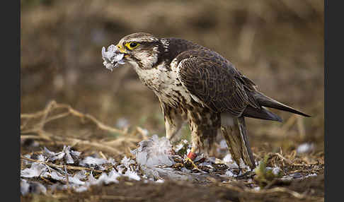 Sakerfalke (Falco cherrug)