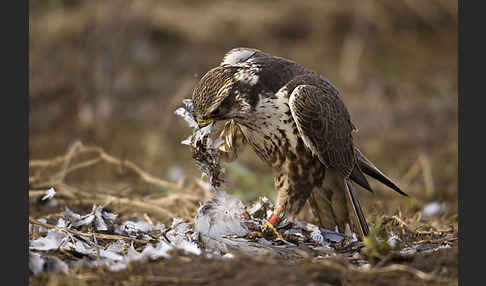 Sakerfalke (Falco cherrug)