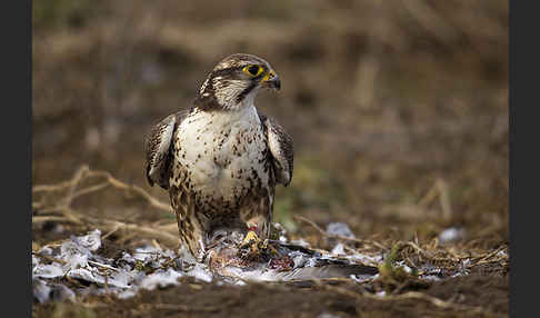 Sakerfalke (Falco cherrug)