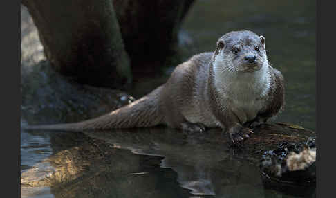 Fischotter (Lutra lutra)