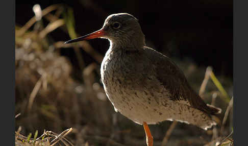 Rotschenkel (Tringa totanus)