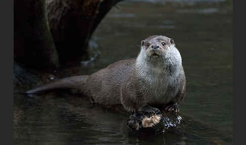 Fischotter (Lutra lutra)