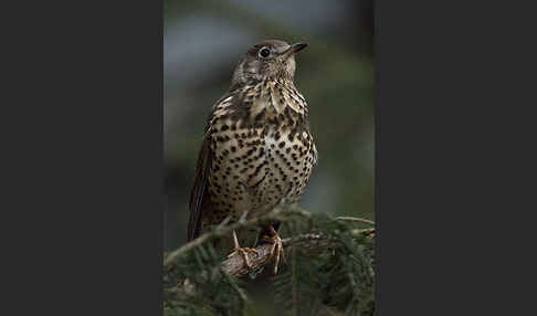 Misteldrossel (Turdus viscivorus)