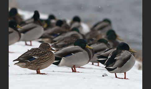 Stockente (Anas platyrhynchos)