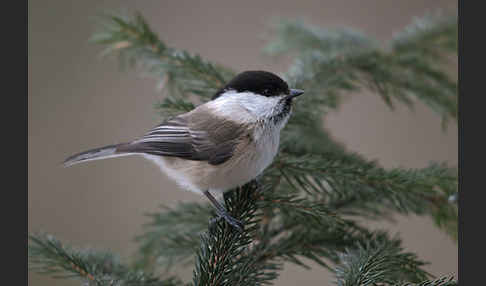 Sumpfmeise (Parus palustris)