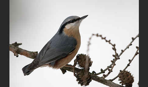 Kleiber (Sitta europaea)