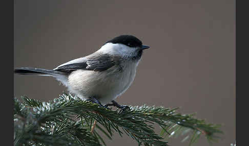 Sumpfmeise (Parus palustris)