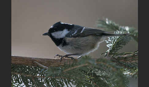 Tannenmeise (Parus ater)