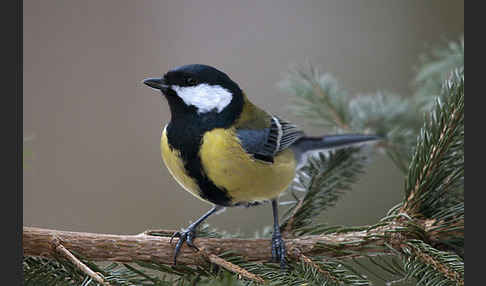 Kohlmeise (Parus major)