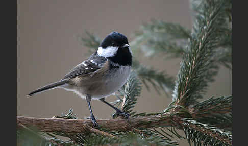 Tannenmeise (Parus ater)