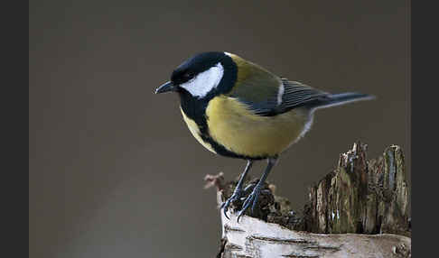 Kohlmeise (Parus major)