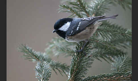 Tannenmeise (Parus ater)