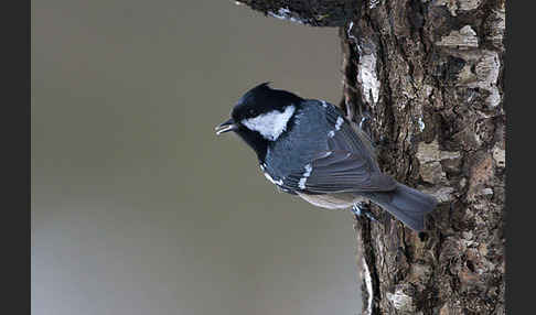 Tannenmeise (Parus ater)