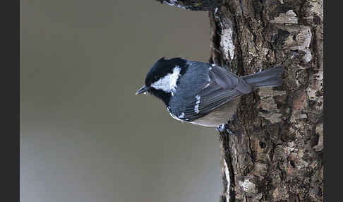 Tannenmeise (Parus ater)