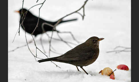 Amsel (Turdus merula)