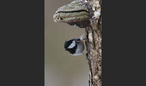 Tannenmeise (Parus ater)