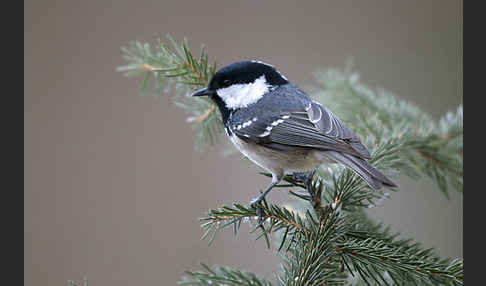 Tannenmeise (Parus ater)