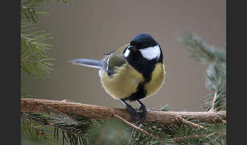 Kohlmeise (Parus major)