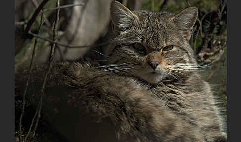 Wildkatze (Felis silvestris)