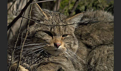 Wildkatze (Felis silvestris)