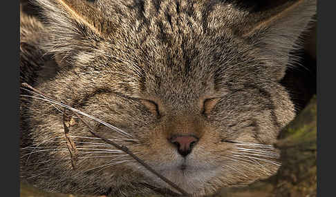 Wildkatze (Felis silvestris)