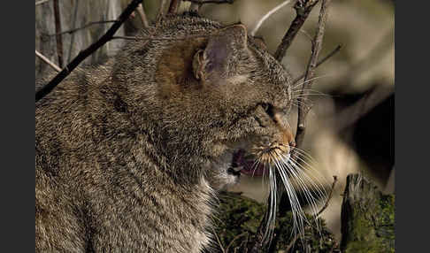 Wildkatze (Felis silvestris)