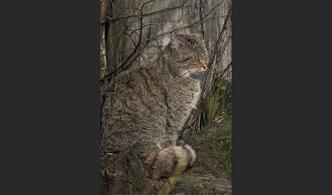 Wildkatze (Felis silvestris)