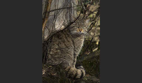 Wildkatze (Felis silvestris)