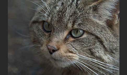 Wildkatze (Felis silvestris)