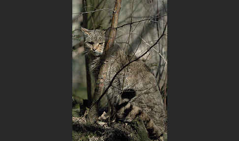 Wildkatze (Felis silvestris)