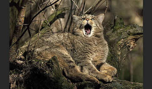 Wildkatze (Felis silvestris)