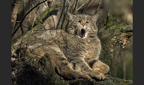 Wildkatze (Felis silvestris)