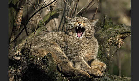 Wildkatze (Felis silvestris)