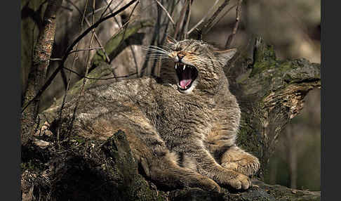 Wildkatze (Felis silvestris)