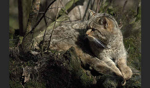 Wildkatze (Felis silvestris)