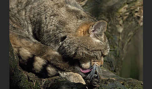 Wildkatze (Felis silvestris)