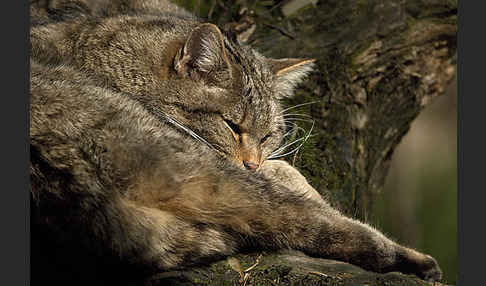 Wildkatze (Felis silvestris)