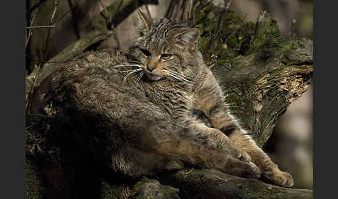 Wildkatze (Felis silvestris)