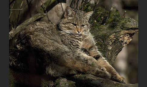 Wildkatze (Felis silvestris)