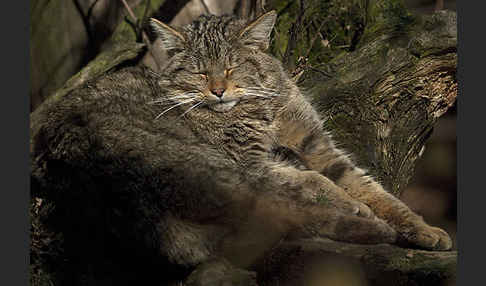 Wildkatze (Felis silvestris)