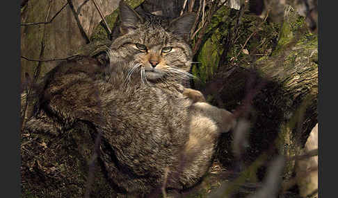 Wildkatze (Felis silvestris)