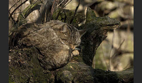 Wildkatze (Felis silvestris)