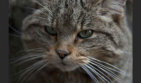 Wildkatze (Felis silvestris)