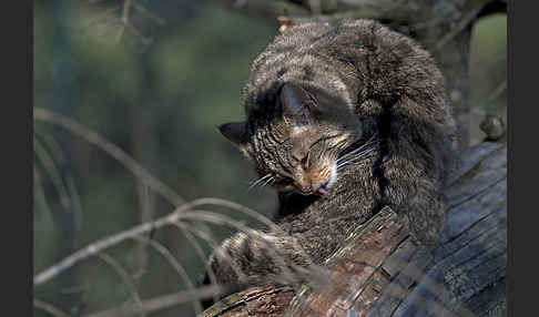 Wildkatze (Felis silvestris)