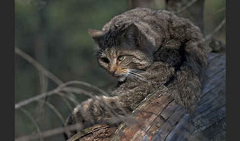 Wildkatze (Felis silvestris)