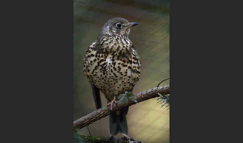 Misteldrossel (Turdus viscivorus)