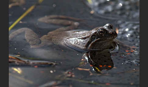 Grasfrosch (Rana temporaria)