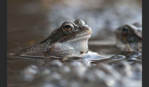 Grasfrosch (Rana temporaria)