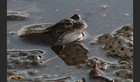 Grasfrosch (Rana temporaria)