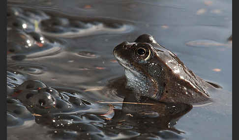 Grasfrosch (Rana temporaria)